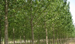 家里不能种的十种树 家里不能种的十种树是什么树