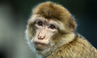 五湖四海的动物 五湖四海打一肖是什么动物