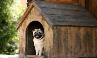 窠巢怎么读 窠巢造句