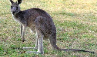 袋鼠是哪个国家的动物 袋鼠是哪里的