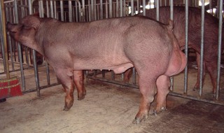 猪配种最佳时期是什么时间 猪配种最佳时期