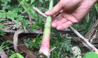 什么叫笋 笋是怎么生长的
