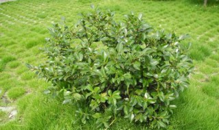 茶梅的生长习性 你都了解吗