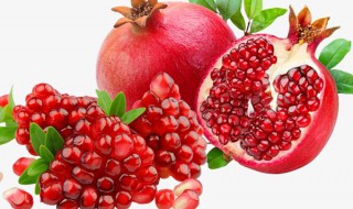 新上盆的石榴为什么掉叶子 要怎么养护