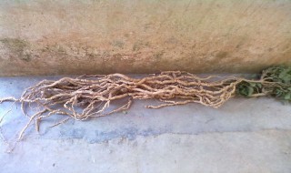 巴戟泡酒的功效 一起来看看