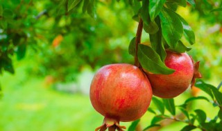 石榴树栽培怎么预防病虫害 这5个方法最有效