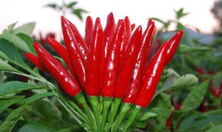 辣椒怎么腌最好吃 配料和方法告诉你