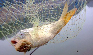 怎么自制钓鲤鱼料 一起来看看