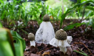 竹荪种怎么保养 种植户经验分享