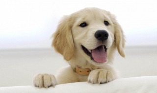 梦见狗爬在我身上 着是什么预兆吗