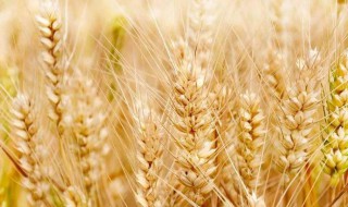 种小麦用二胺好吗? 大家可以了解一下