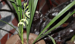 刚移植兰花怎么时候下肥 大家要注意了