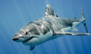 太平洋里面有鲨鱼吗? 鲨鱼产于哪个大洋