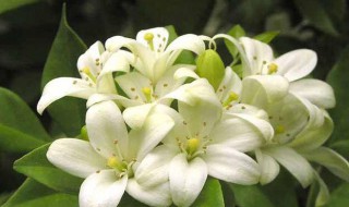 十里香什么时候种 十里香如何繁殖