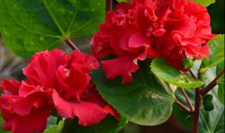 重瓣朱槿花可在室外盆栽吗 盆土怎么选择