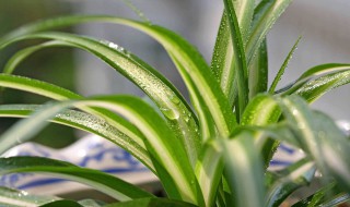 适合小花盆种的花 “吸害”又养眼!