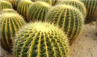 仙人球放门口什么位置好 大家可以看一看