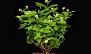 茉莉花老桩用什么盆栽好 谁知道