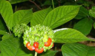 西洋参长叶子啥样 西洋参枝叶