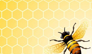 生活中有哪些蜂巢结构的应用 你知道吗
