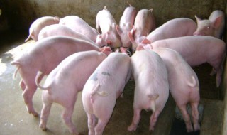 猪饰品佩戴禁忌 可以了解一下