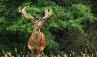 故人送鹿什么说法 鹿的文化象征有几种