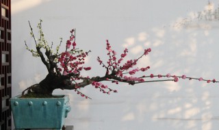 梦见阳台上放的梅花 梦见梅花意味着什么