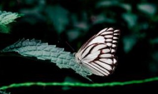 为什么蝴蝶的翅膀不可以沾水 蝴蝶翅膀