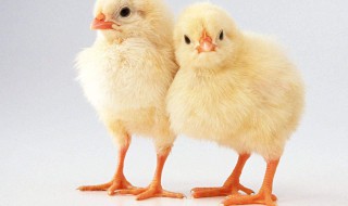 小鸡的脚印像什么 你觉得像吗？