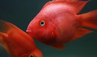 新买的鹦鹉鱼怎么消毒 下面给大家介绍一下