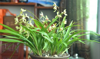 马蹄兰花怎么养 你知道吗