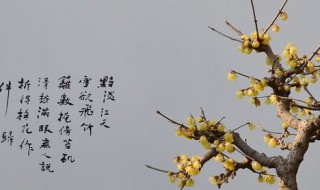 花盆怎么栽腊梅 给腊梅选花盆