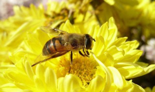 除了蜜蜂还有什么蜂 你知道哪几种呢