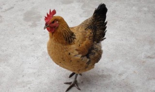 梦见鸡在热水里没有死 这代表着什么