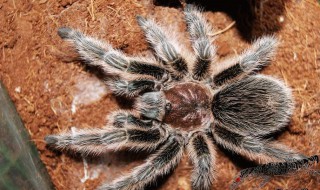 红色的捕鸟蛛有哪些 红色的捕鸟蛛有几种