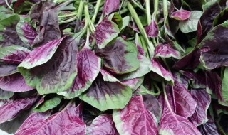 红苋菜的种法 希望能帮到大家