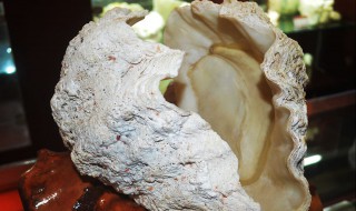 什么生肖不能佩戴砗磲 没什么禁忌