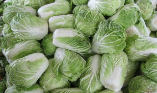 惠农区什么时候种大白菜 简单介绍一下