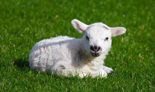 40天羔羊快速育肥技术 需要注意这四个方面