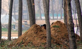 坟后面有野生树好吗 坟后面有树吉利吗