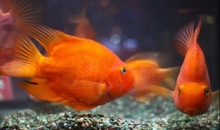 招财猫鱼能和鹦鹉鱼混养吗 下面为大家解答