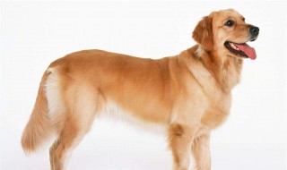 狗结石的部位在哪里 狗狗尿结石通常发生在哪些部位