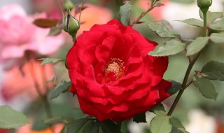 月季过冬怎么剪 你会剪吗