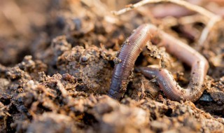 蚯蚓在花盆里会爬出来吗 原因是什么