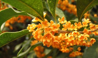 红桂花和黄桂花的区别 哪一种桂花比较好