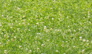 草地可以种什么 请认真阅读下文