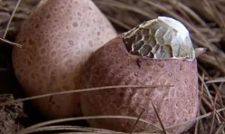 竹荪蛋吃法 在这里给大家做个详细的介绍