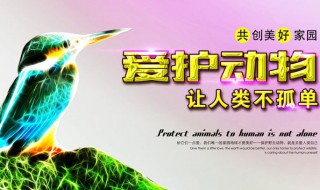 为什么说保护动物是大事 原因有哪些