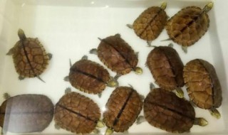 石金钱龟可以冬眠吗 生活受环境气温的影响较大