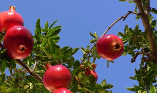 石榴树秋季始何施肥施什么肥 石榴树什么时间施肥最好